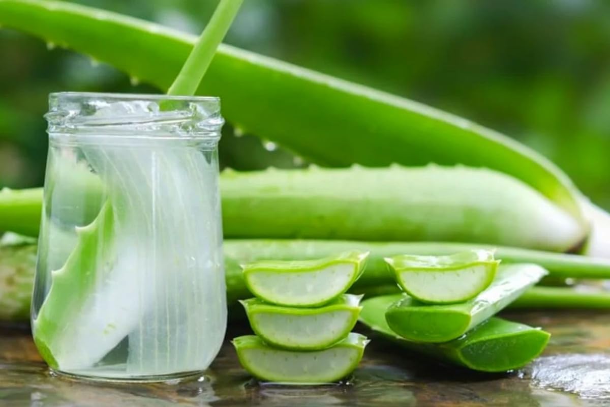 Aloe Vera Plant Live, 4 Inc Potted, Live Aloe Vera Plant Indoor, Succullent Plant Live