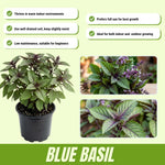 Pack of 2 Blue Basil Plant Live, Basil Live Plant, 2-5 Inc Tall, Fragrant and Edible Herbs for Containers, Raised Beds and Outdoor Garden