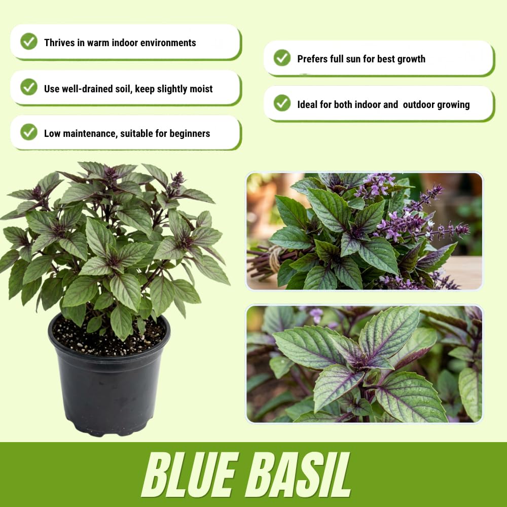 Pack of 2 Blue Basil Plant Live, Basil Live Plant, 2-5 Inc Tall, Fragrant and Edible Herbs for Containers, Raised Beds and Outdoor Garden
