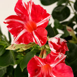 Mandevilla Vine Plants Mandevilla Plant Live, 5 to 7'' Tall Seedling, Annual Flowering Mandevilla Live Plant Outdoor Growing