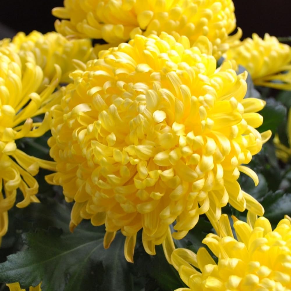 Chrysanthemum Flower Plant, Double Yellow Mums Plant Live for Gardening Outdoor, 5 to 7 Inc Tall Well Rooted Mum Live Plant