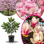 Saucer Magnolia Tree Live Plant in 2.5 Inches in Pot, Starter Plant, Fragrant Perennial Ornamental Plants Shrub for Outdoor Garden