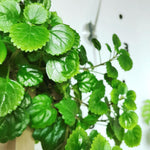 1 Pot Plectranthus Swedish Ivy Plant Live for Planting, 2 Starter Plants Per Pot, Swedish Ivy Mint Herb Plants, Live Swedish Ivy Houseplants (Green Swedish Ivy)