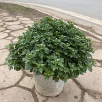 Yellow-Orange Chrysanthemum Plants Live Starter, Mums Plants Live for Spring Blooms, Outside Growing, Hardy and Fast-Growing, Size 4-8" in Tall