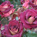 Climbing Rose Live Plant, 6 Months Old Starter, Fragrant Purple Climbing Roses for Planting Outdoor, No Pot (Dark Night)