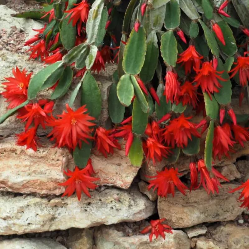 Red Easter Cactus Plants Live, Starter Holiday Cactus Plant for Indoor Outdoor Houseplants, False Christmas Thanksgiving Cactus Like, Cold Hardy, 5-9" in Tall, No Pot