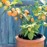 1 Yellow Jamaican Scotch Bonnet Pepper Live Plant, Scotch Bonnet Pepper Plants for Growing, 80 Days Old Plants
