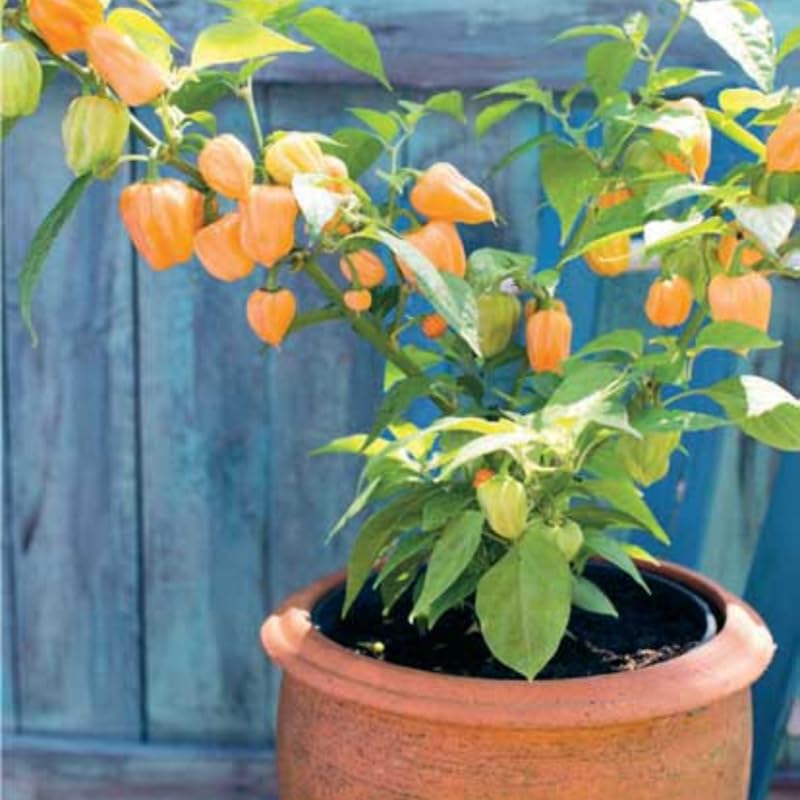 1 Yellow Jamaican Scotch Bonnet Pepper Live Plant, Scotch Bonnet Pepper Plants for Growing, 80 Days Old Plants