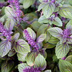 4 African Blue Basil Plants Live, Live Basil Plant, 3 to 7 Inches Tall, Basil Live Plant, Basil Herb Plant, Basil Plant for Indoor