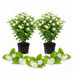 2 Maid of Orleans Jasmine Live Plants, Fragrant Flowering Shrubs, 4-6" Tall
