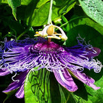 Pack 2 Passion Flower Plants Live, Passiflora Vine Well-Rooted, 5-7 Inch Tall Climbing Vine for Garden Trellises and Fences, No Pot (Deep Purple Passion Flower)