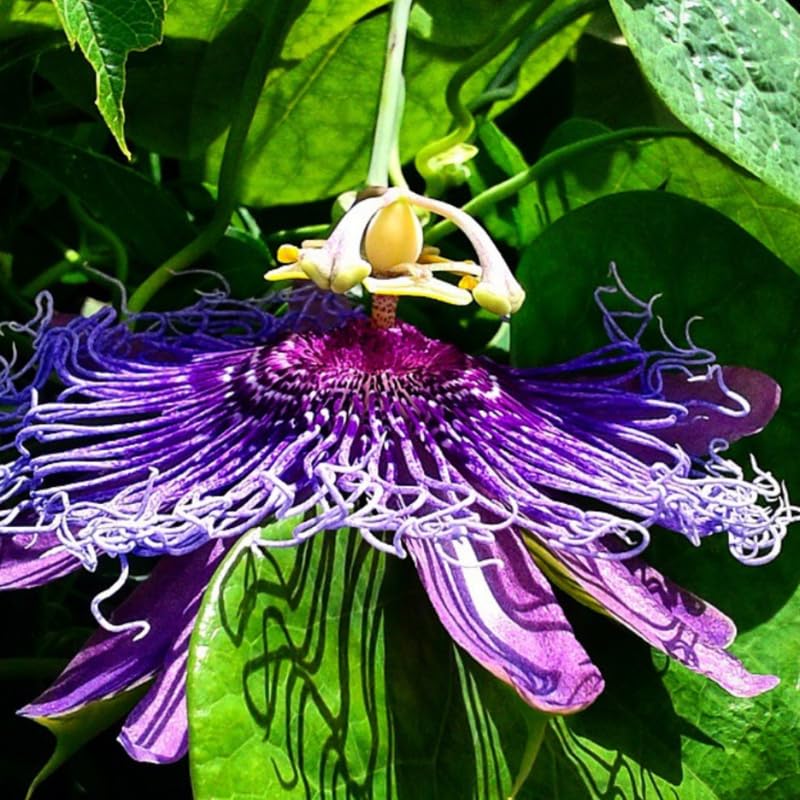 Pack 2 Passion Flower Plants Live, Passiflora Vine Well-Rooted, 5-7 Inch Tall Climbing Vine for Garden Trellises and Fences, No Pot (Deep Purple Passion Flower)