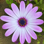 2 Osteospermum Plants Live, Pink African Daisy Flower Plants 4 Inc Potted, 2 Plants per Pot Garden Annual Flowering Plant Live