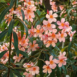 Oleander Live Plant, Oleander Flower Plants Shrub, Outdoor Growing 4-8 Inches