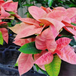 Light Pink Poinsettia Plant Live 4-8 Inches, Vibrant Poinsettia Flowers for Holiday, Live Indoor Houseplant, No Pot