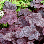 Pack 3 Heuchera Plants Live, Coral Bells Plants 4-7” Tall for Shade Gardens, Borders, Pots, Heuchera Perennials Seedlings (Black Heuchera)