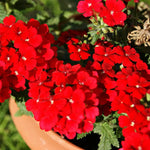 Sets 4 Perennial Verbena Live Plants Ground Cover or Trailing Plugs, Red Bloom, Outdoor Planting Spring