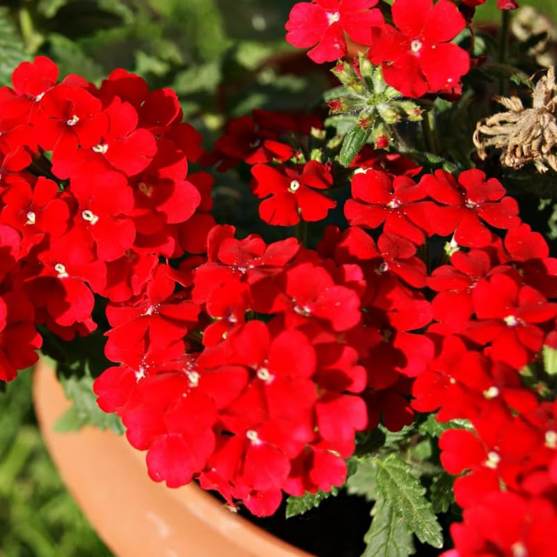 Sets 4 Perennial Verbena Live Plants Ground Cover or Trailing Plugs, Red Bloom, Outdoor Planting Spring