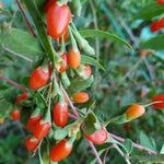 Set 2 Red Goji Berry Bush Live, 4-8 Inch Height, Goji Berry Fruit Plant for Outdoor Growing, Well Rooted, No Pot
