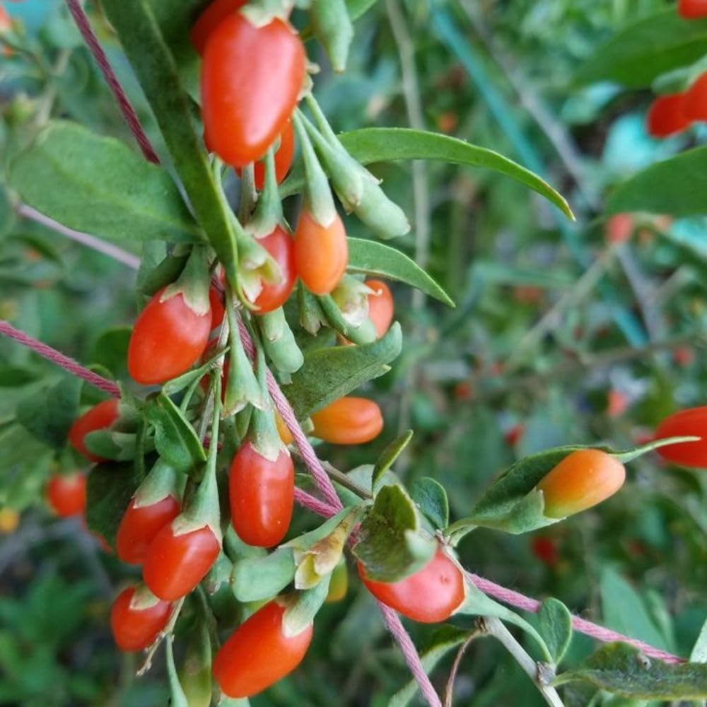 Set 2 Red Goji Berry Bush Live, 4-8 Inch Height, Goji Berry Fruit Plant for Outdoor Growing, Well Rooted, No Pot