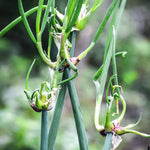 25 Walking Onions Bulbs for Planting, Heirloom Onion Bulbs, Large Egyptian Walking Onion Bulb