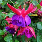2 Fuchsia Live Plants, Fuchsia Flower Perennial for Outdoor Garden 3 to 5 Inches (Purple Blue)