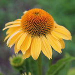 Set 3 Yellow Coneflower Echinacea Plants Rooted, 3 to 5 Inch, Perennial Flower Outdoor Garden
