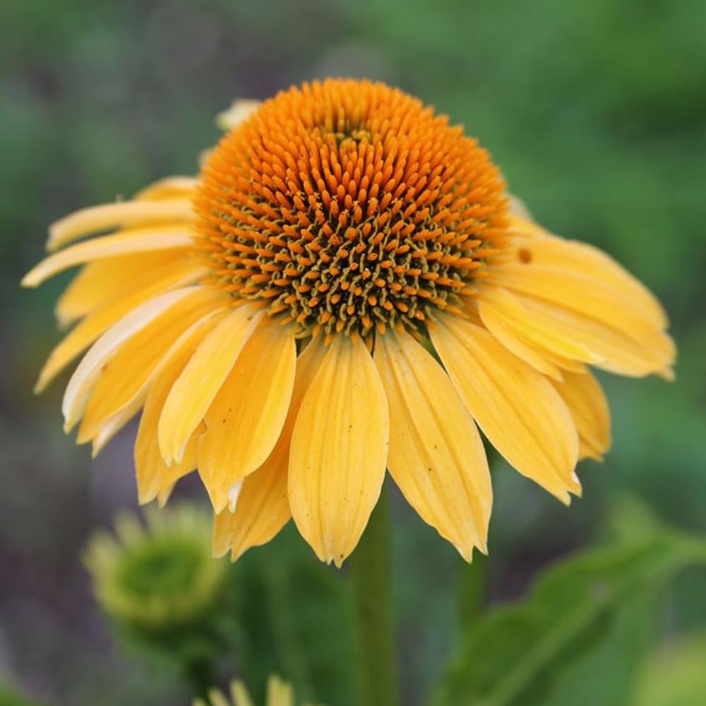 Set 3 Yellow Coneflower Echinacea Plants Rooted, 3 to 5 Inch, Perennial Flower Outdoor Garden