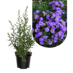 3 Asters Perennial Live Plants, Purple Aster Plants Live for Growing Outdoors Indoors, 4 to 6 Inc Tall Seedling