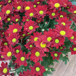 2 Red Mums Plants Live, Chrysanthemum Plants Live, 5 to 6 Inc Tall, Chrysanthemum Flower Live Plant Gardening Indoor Outdoor Mum Live Plant