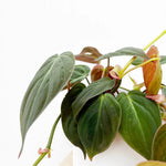 Variegated Philodendron Live Plant, Rare Indoor Houseplant Live Well Rooted 5-7 Inches, Container Growing, Home Office Decor (Velvet Leaves Philodendron)