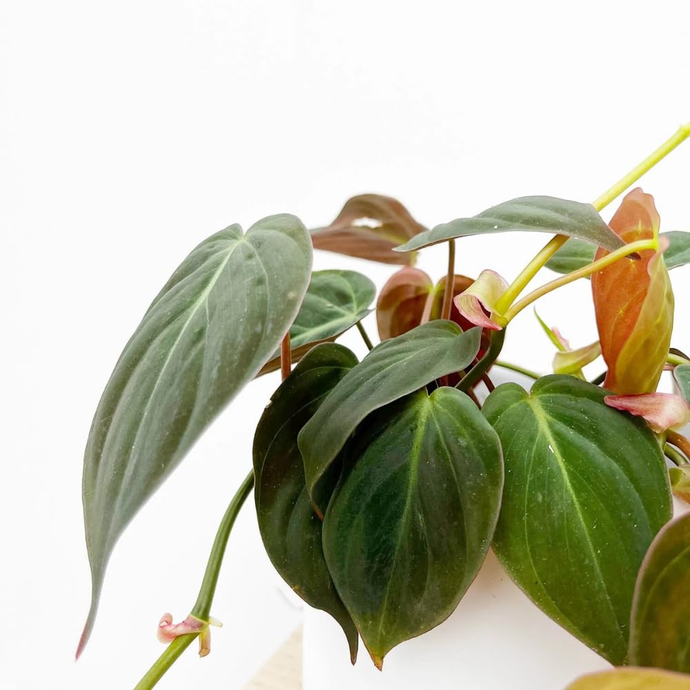 Variegated Philodendron Live Plant, Rare Indoor Houseplant Live Well Rooted 5-7 Inches, Container Growing, Home Office Decor (Velvet Leaves Philodendron)