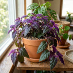 Purple Passion Plant, Gynura Purple Passion Plant Live, 4-6 Inc Tall, Easy Care Houseplant for Home and Office Decoration