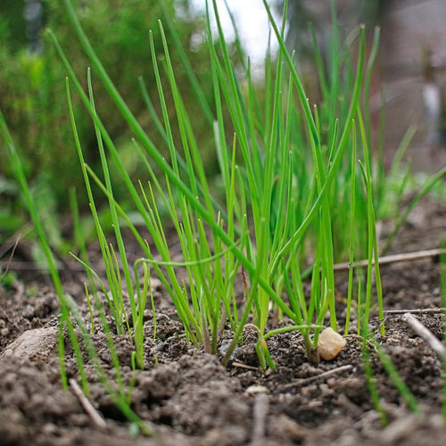 10 Chives Plants, Hardy Chives Leeks Plants Rooted, Perennial Vegetables, Outdoor Growing 2-5 Inch Tall