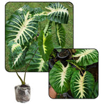 Colocasia Esculenta, Colocasia Live Plant, Elephant Ears Live Plant, Esculenta Taro Live Houseplant, 5-8 Inc Tall, No Pot (Rare Colocasia)