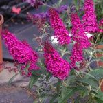 AVERAR 3 Buddleia Butterfly Bush Live Plant Ready to Plant Outdoor, Raspberry Blooms, Starter 5 to 9 Inches Tall, Cold Hardy and Fragrant, Zones 5-9