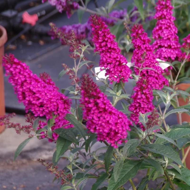 AVERAR 3 Buddleia Butterfly Bush Live Plant Ready to Plant Outdoor, Raspberry Blooms, Starter 5 to 9 Inches Tall, Cold Hardy and Fragrant, Zones 5-9