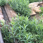 French Tarragon Plant Live, 4-8" Tall Plug Culinary Herb for Outdoor Garden, Patio Pots, Raised Beds