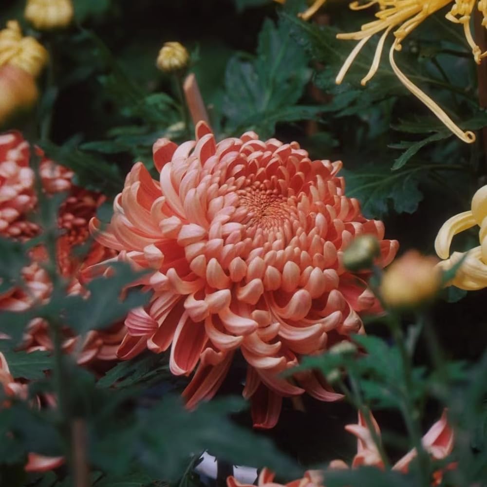 Chrysanthemum Flower Plant, Double Orange Mums Plant Live for Gardening Outdoor, 5 to 7 Inc Tall Well Rooted Chrysanthemum Plants Live Mum Live Plant