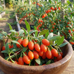 12 Red Goji Berry Cuttings, Goji Fruit Plants 8-10 Inches, Outdoor Berry Shrub