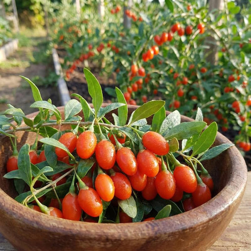 12 Red Goji Berry Cuttings, Goji Fruit Plants 8-10 Inches, Outdoor Berry Shrub