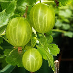 Sweet Gooseberry Plant Live for Planting, 5-9 Inch Tall, Gooseberry Bush Live Plant, Gooseberry Fruit Tree Plant