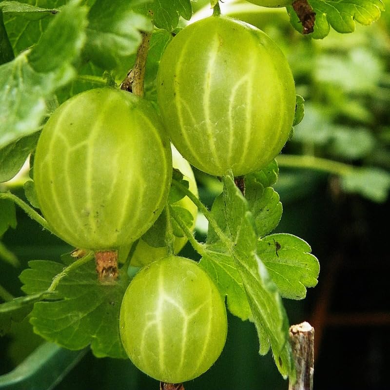 Sweet Gooseberry Plant Live for Planting, 5-9 Inch Tall, Gooseberry Bush Live Plant, Gooseberry Fruit Tree Plant