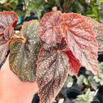 Pack 2 Begonia Live Plant, Tropical Begonia Houseplant, 5-9 Inch Tall, Pink Leaf with White Spots
