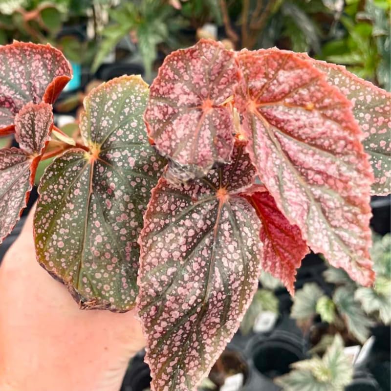 Pack 2 Begonia Live Plant, Tropical Begonia Houseplant, 5-9 Inch Tall, Pink Leaf with White Spots