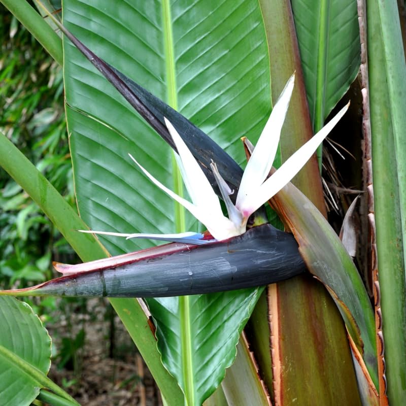 Blue White Bird of Paradise Live Plant, Vibrant Tropical Houseplant Flowers Strelitzia Reginae Size 5 to 9 Inc Tall, No Pot, Well-Rooted, Hardy