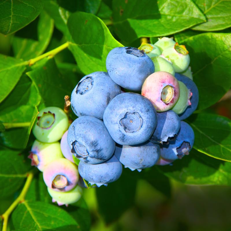 Blueberry Plant, Blueberry Tree Live Plant, 5-12" Height, Sweet Blueberry Bush Live Plant to Grow Outdoors (Southern Highbush Blueberry Plant)