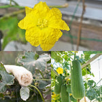 Luffa Live Plants 4'' Pot, 2 Plants per Pot, Well Rooted Luffa Gourd, Loofah Plant for Growing Indoor Outdoor