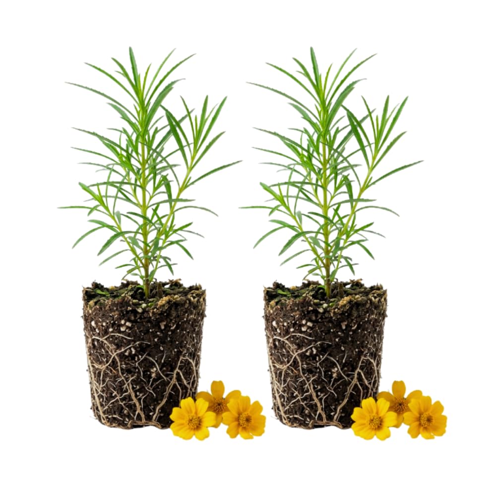 Pack of 2 Mexican Tarragon Plants, Tarragon Plant Live, 4-6 Inc Tall, Culinary Herb for Herb Gardens, Containers and Landscapes