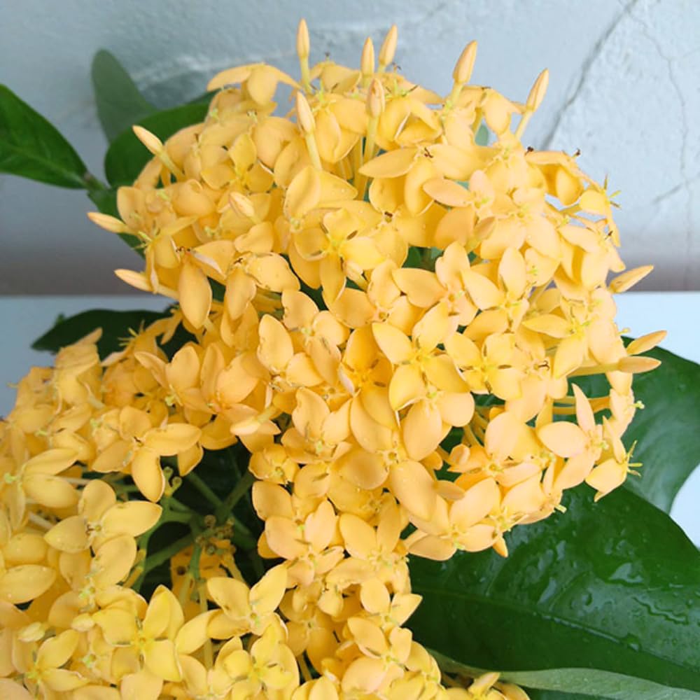 2 Yellow Ixora Plants Live, 5 to 7 Inc Long, Ixora Flower Plant, Shrub Plant Tropical Ornamental Plants, No Pot